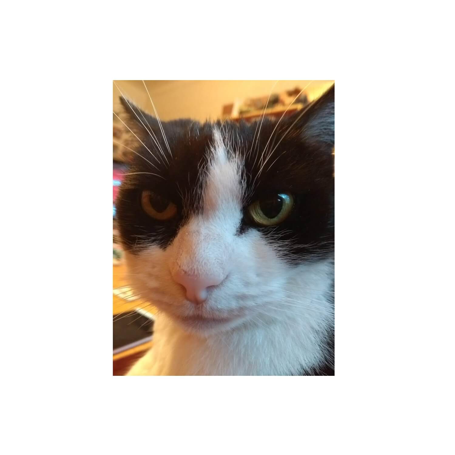 All Rolled Up Compact kostková miska Grumpy Cat Holly neopren